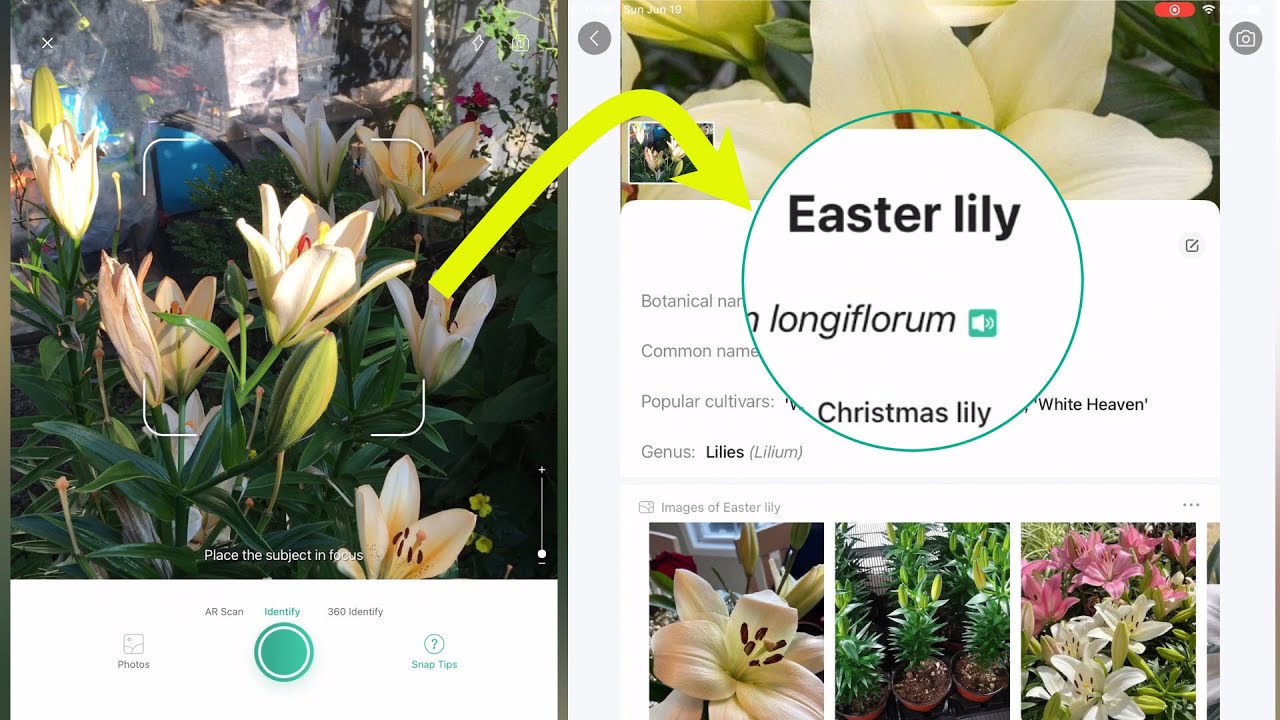 PictureThis - Video Overview